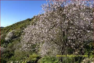 Manto de tonos blancos y rosas en Gran Canaria (Reportaje gráfico de Ildefonso Rodríguez)